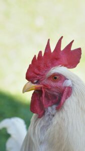 Raising Meat Chickens Without Feeding the Local Wildlife Image